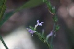 Leptostachya wallichii